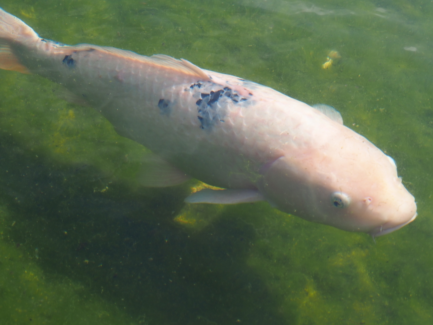 Koi (Cyprinus rubrofuscus), 2019-04-06