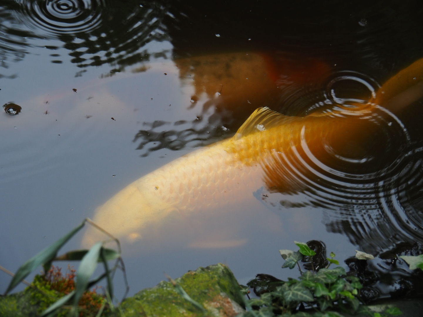 Koi (Cyprinus rubrofuscus), 2019-05-25