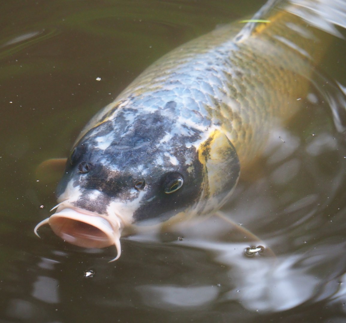 Koi (Cyprinus rubrofuscus), 2019-08-11