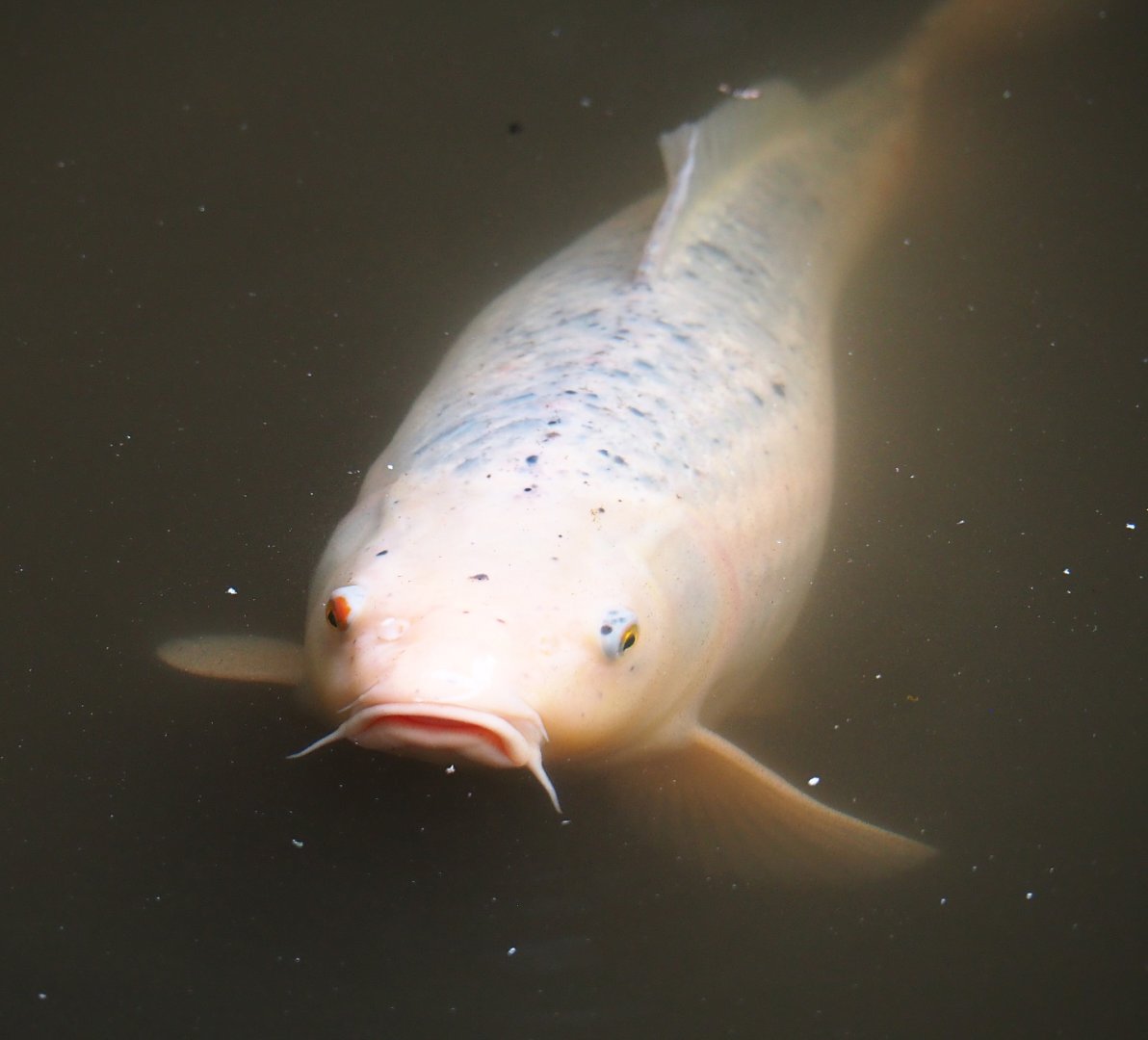 Koi (Cyprinus rubrofuscus), 2019-08-11