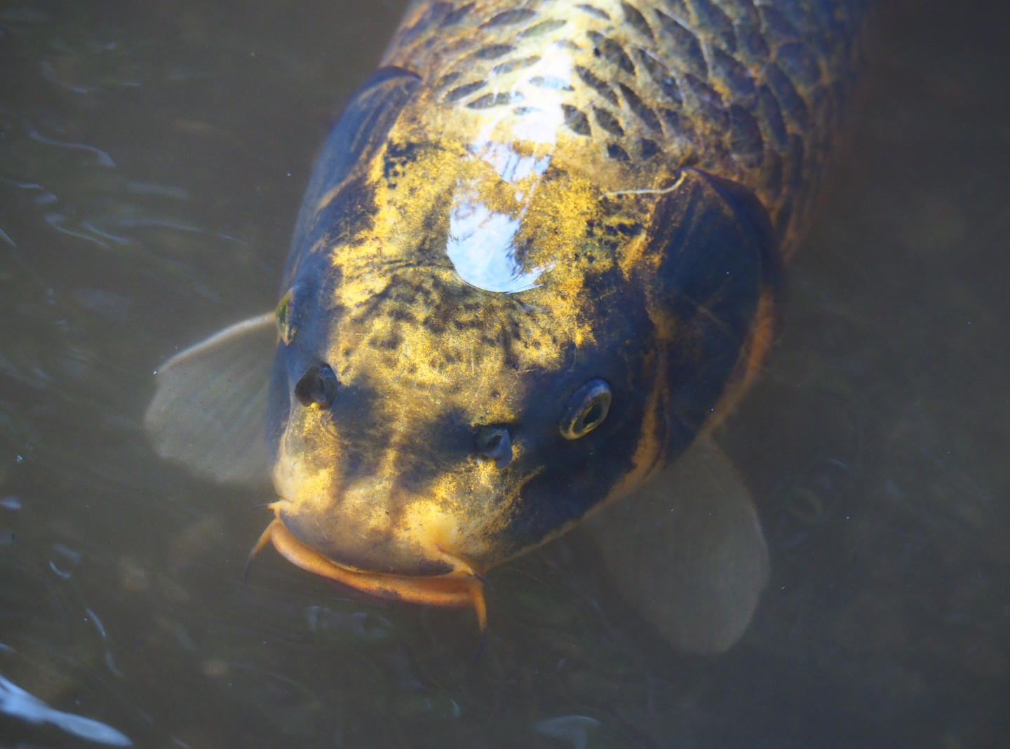 Koi (Cyprinus rubrofuscus), 2019-08-11