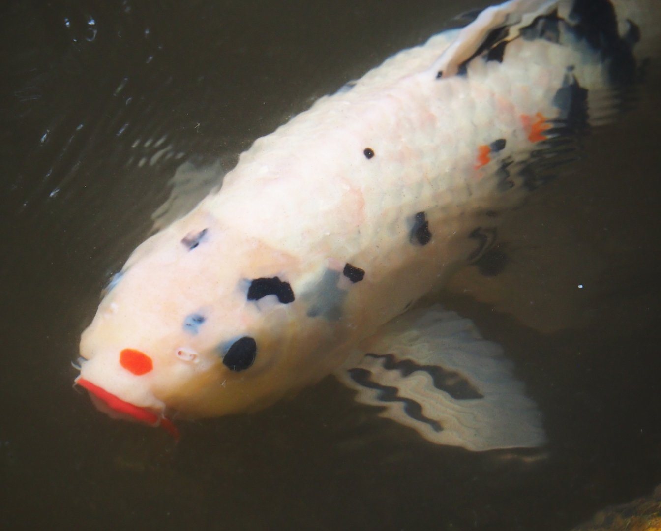 Koi (Cyprinus rubrofuscus), 2019-08-11