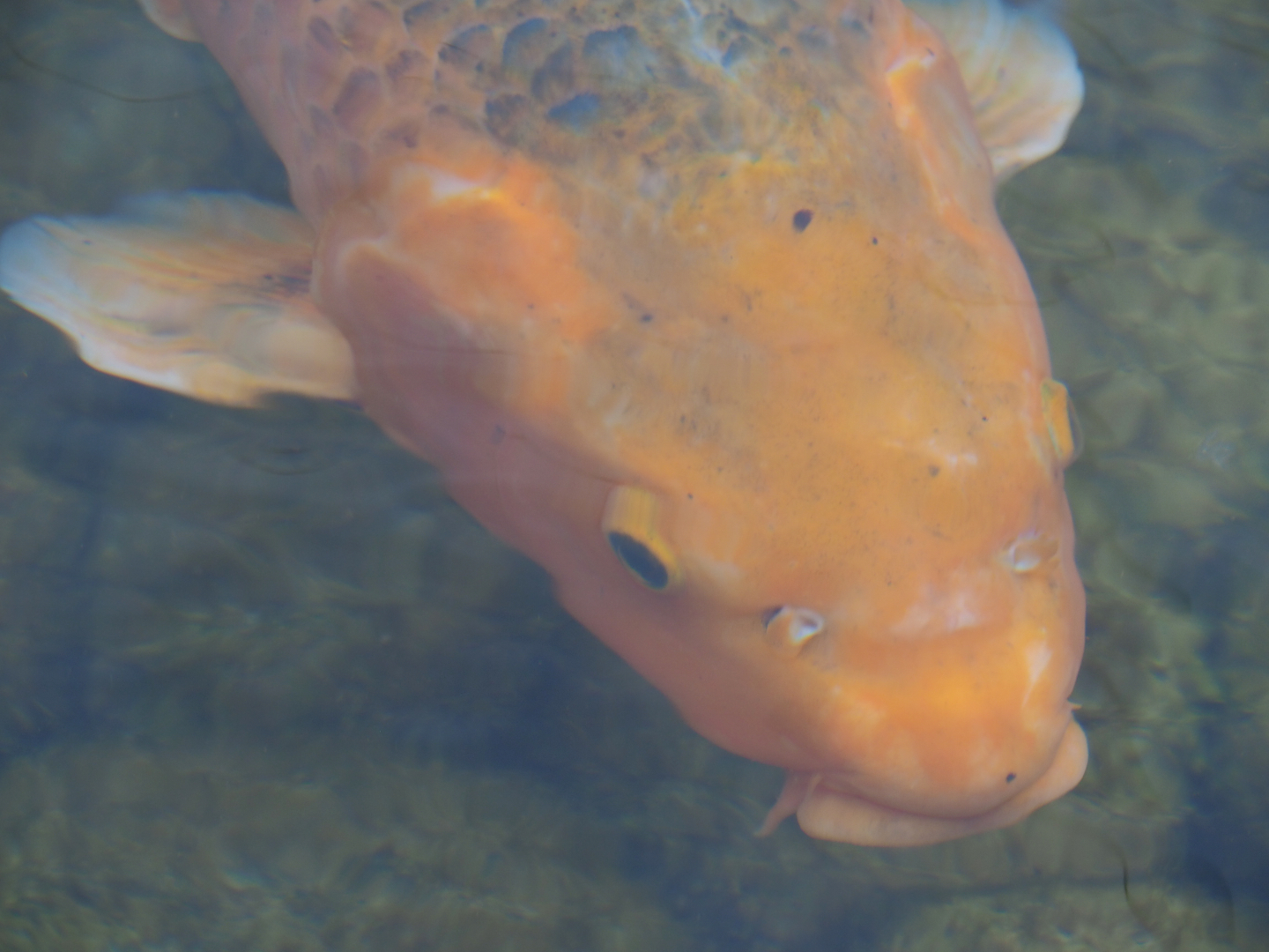 Koi (Cyprinus rubrofuscus), 2019-10-05