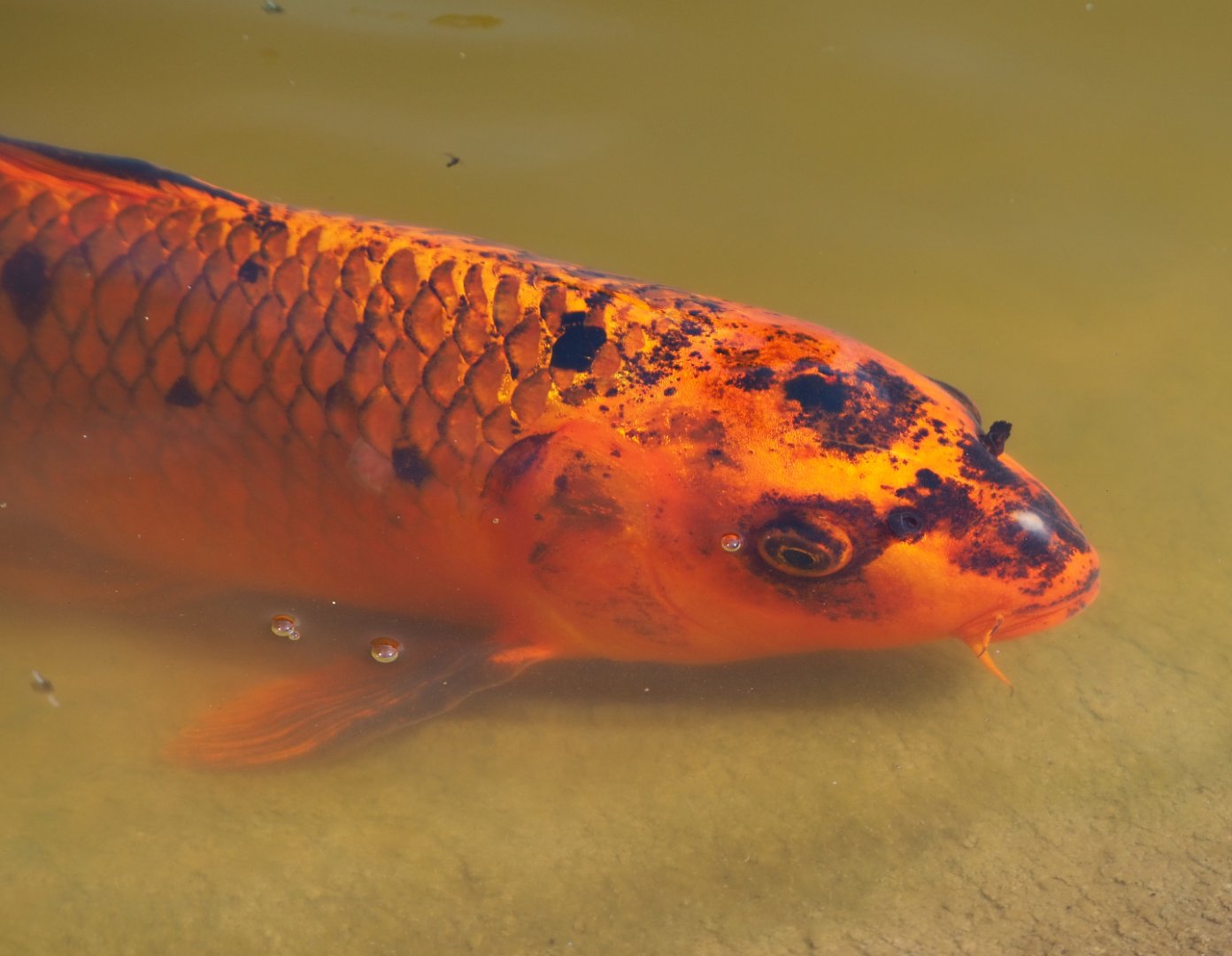 Koi (Cyprinus rubrofuscus), 2020-06-12