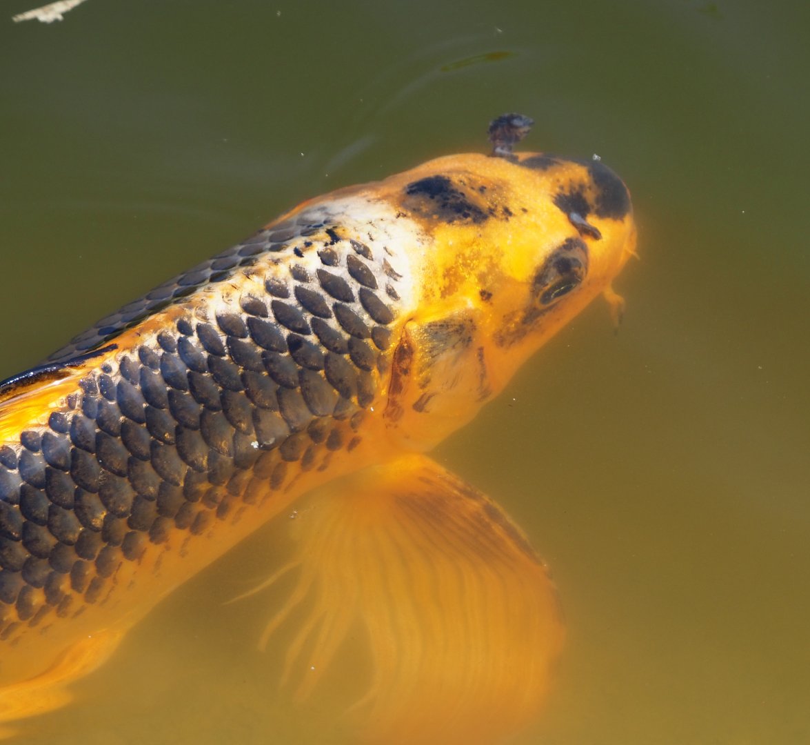 Koi (Cyprinus rubrofuscus), 2020-06-12