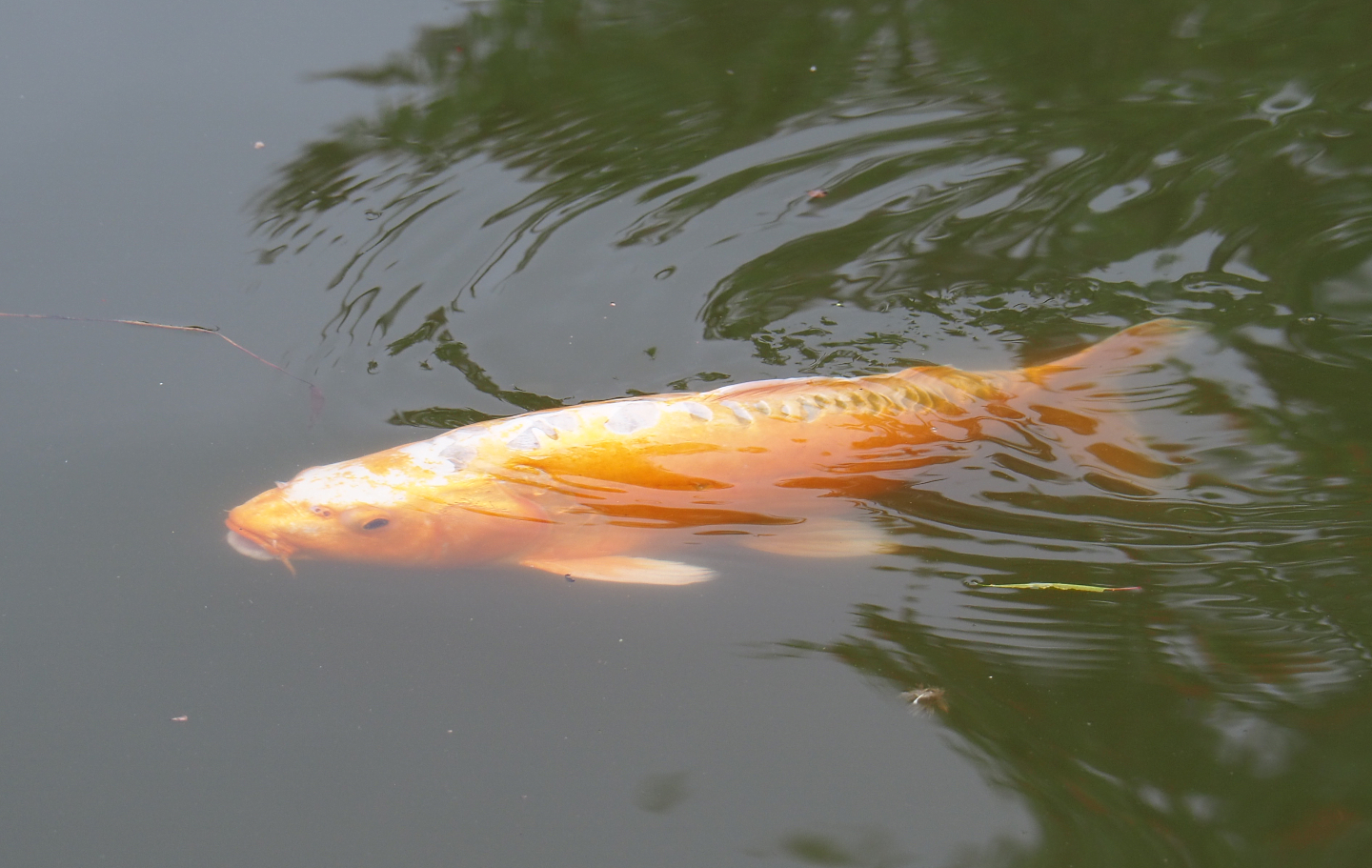 Koi (Cyprinus rubrofuscus), 2020-08-15