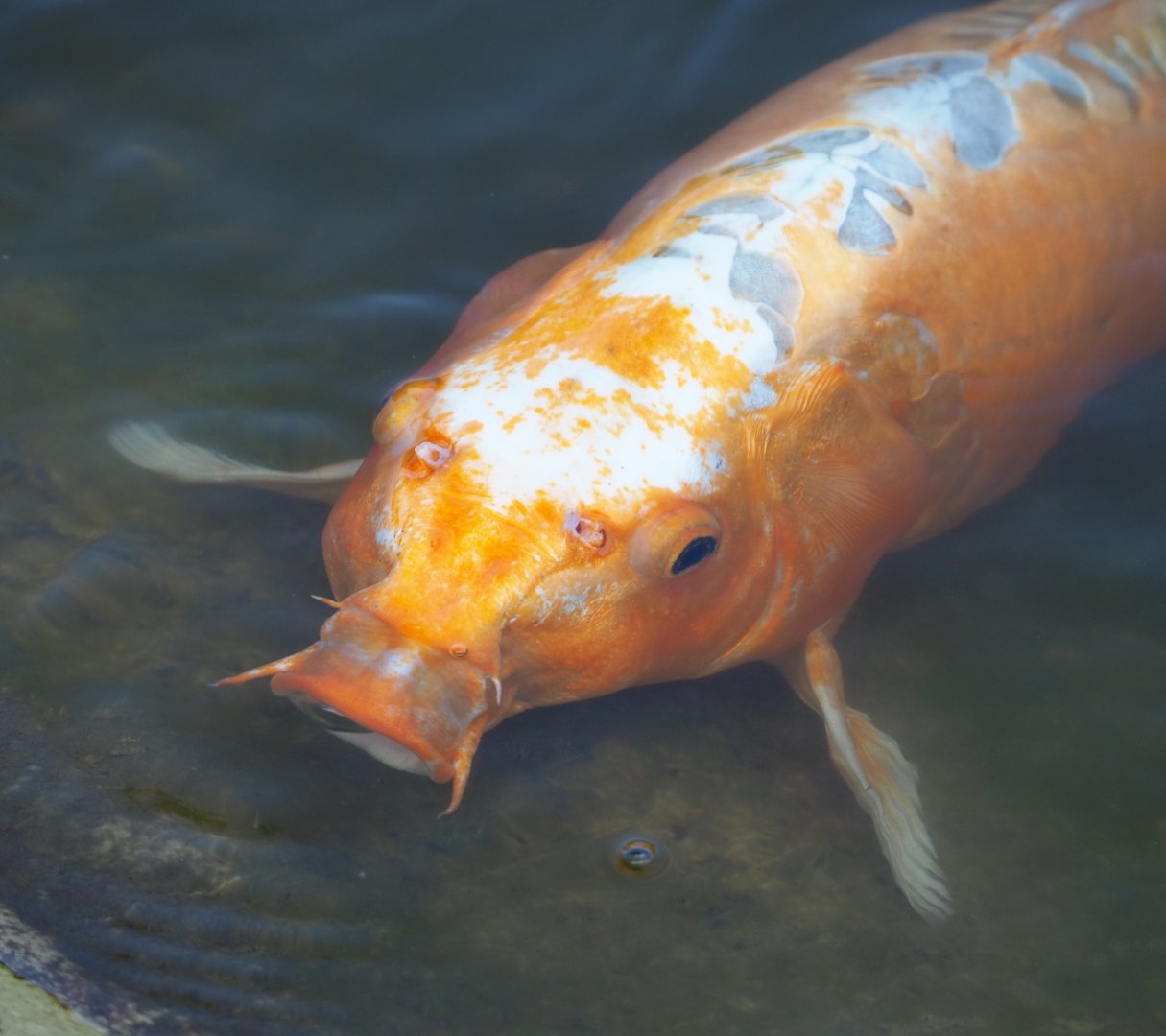 Koi (Cyprinus rubrofuscus), 2020-09-16
