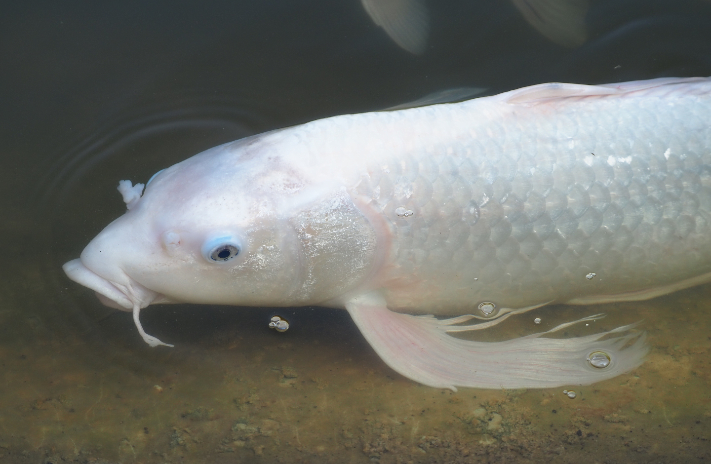 Koi (Cyprinus rubrofuscus), 2020-09-16