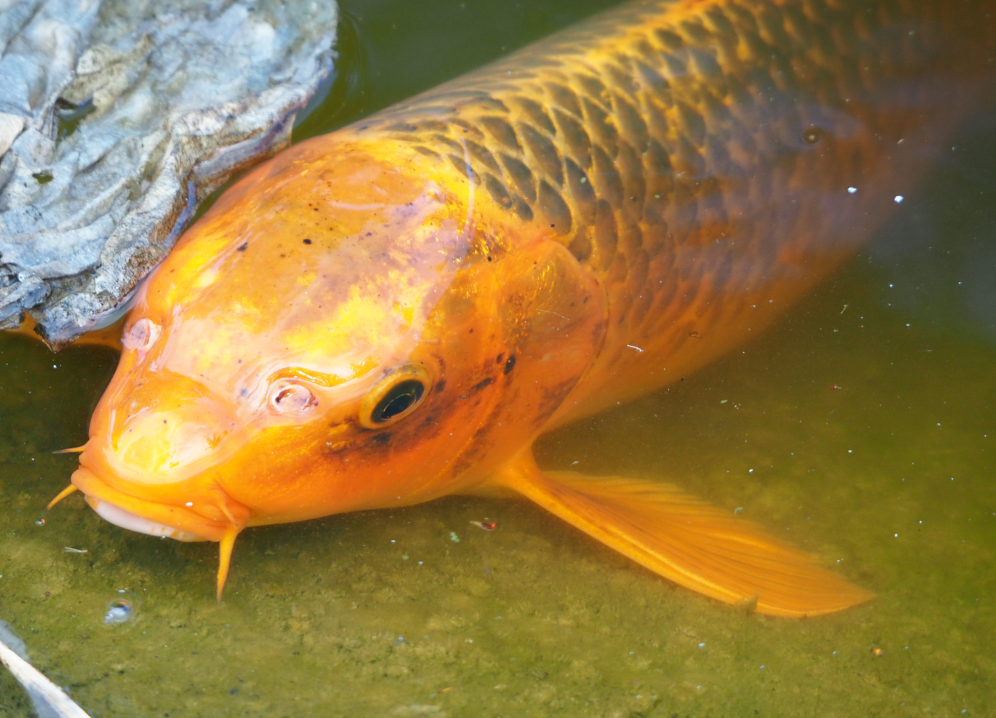 Koi (Cyprinus rubrofuscus), 2020-10-10
