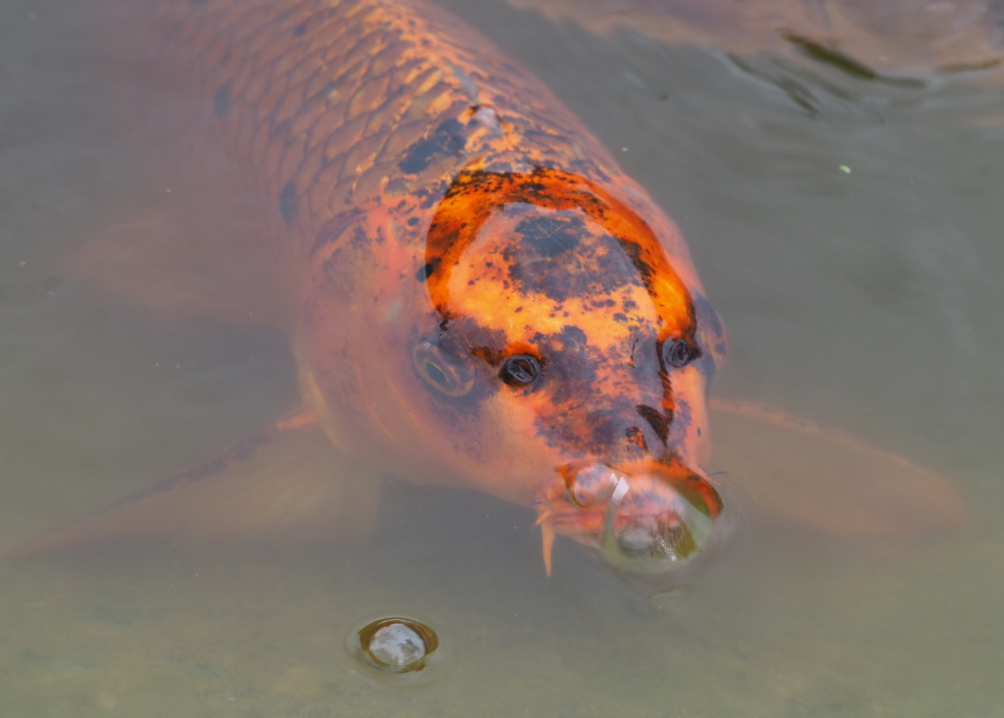 Koi (Cyprinus rubrofuscus), 2021-07-03