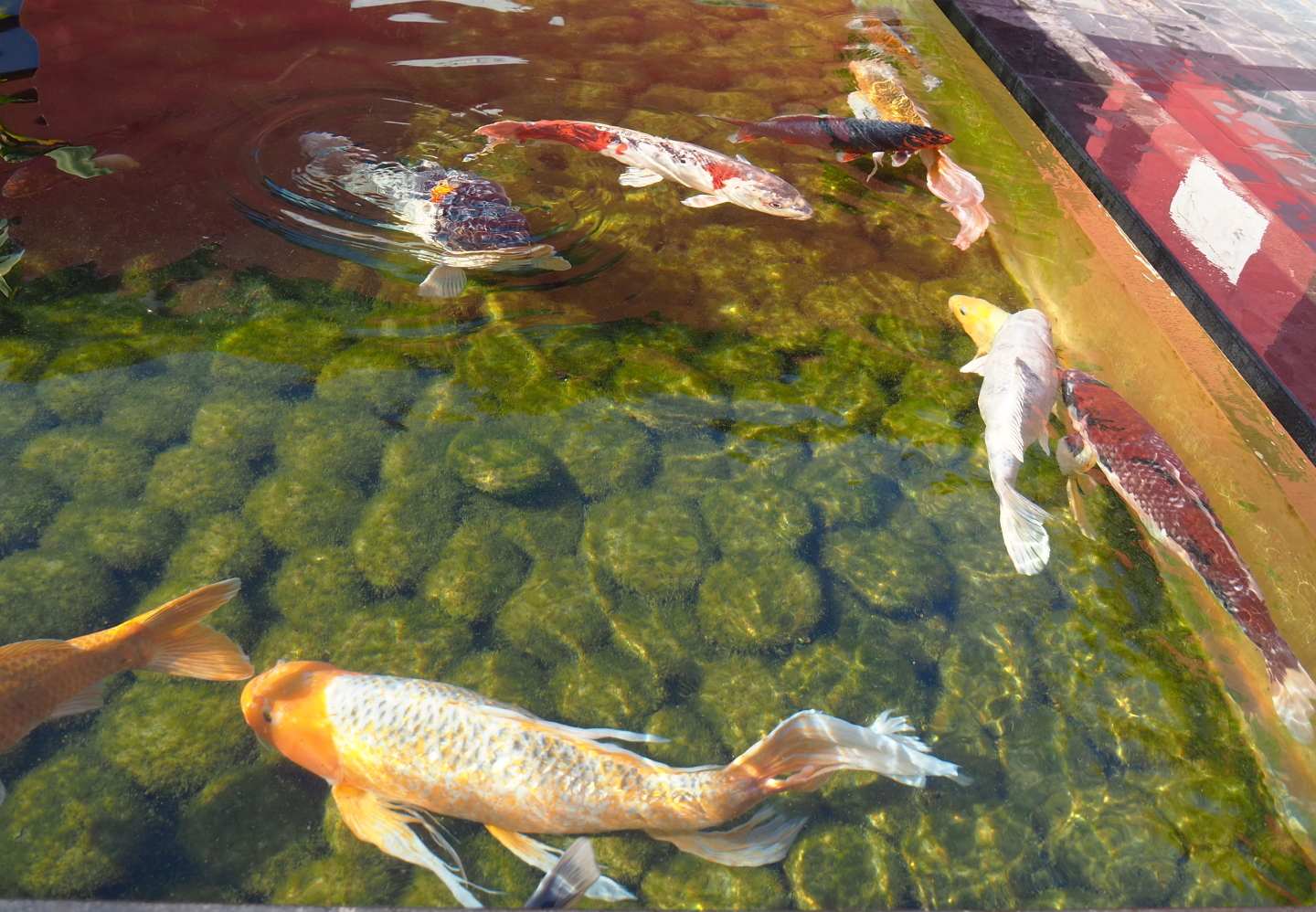 Koi (Cyprinus rubrofuscus), 2021-09-03