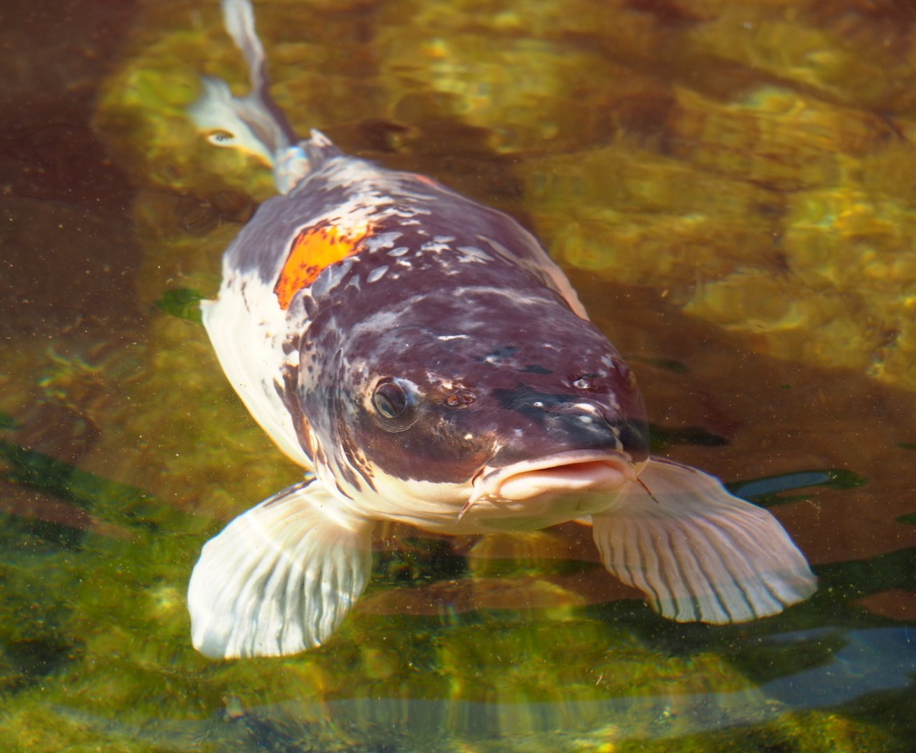 Koi (Cyprinus rubrofuscus), 2021-09-03