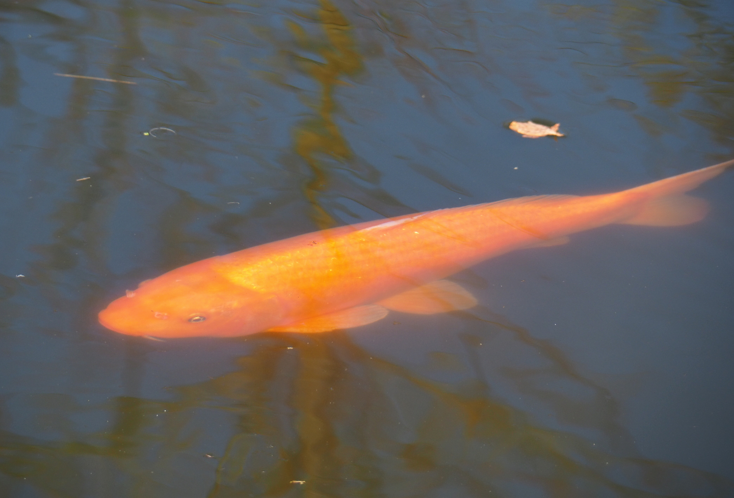 Koi (Cyprinus rubrofuscus), 2022-03-08