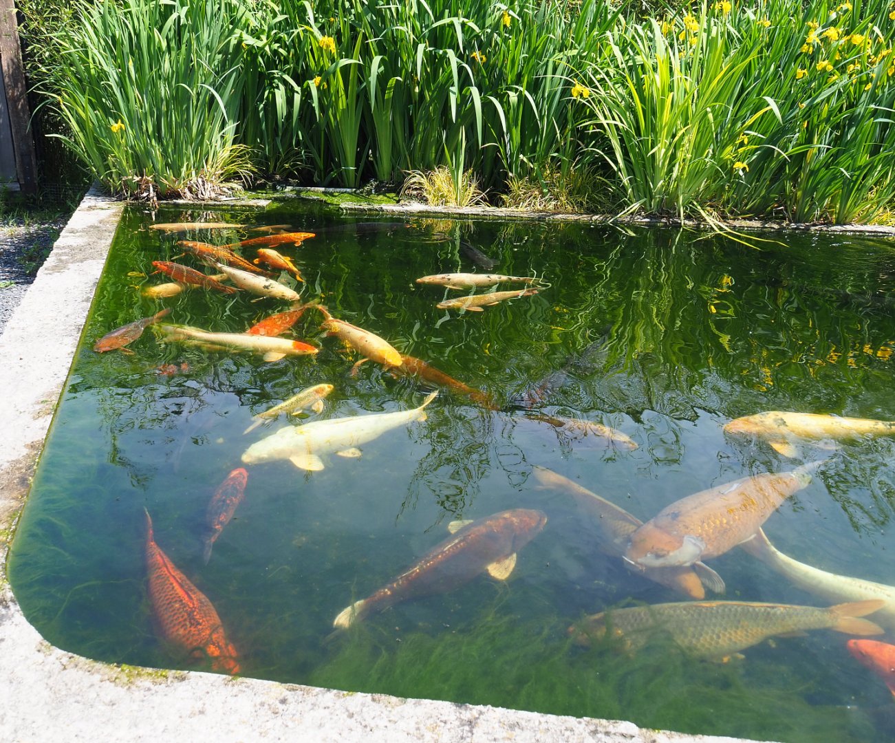 Koi (Cyprinus rubrofuscus), 2022-05-17