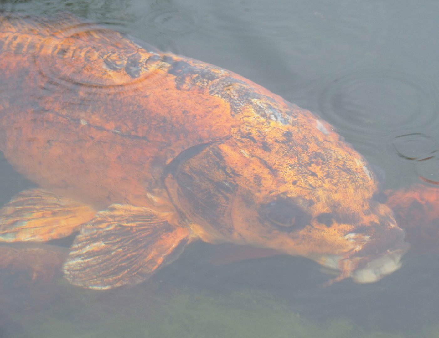 Koi (Cyprinus rubrofuscus), 2022-05-17
