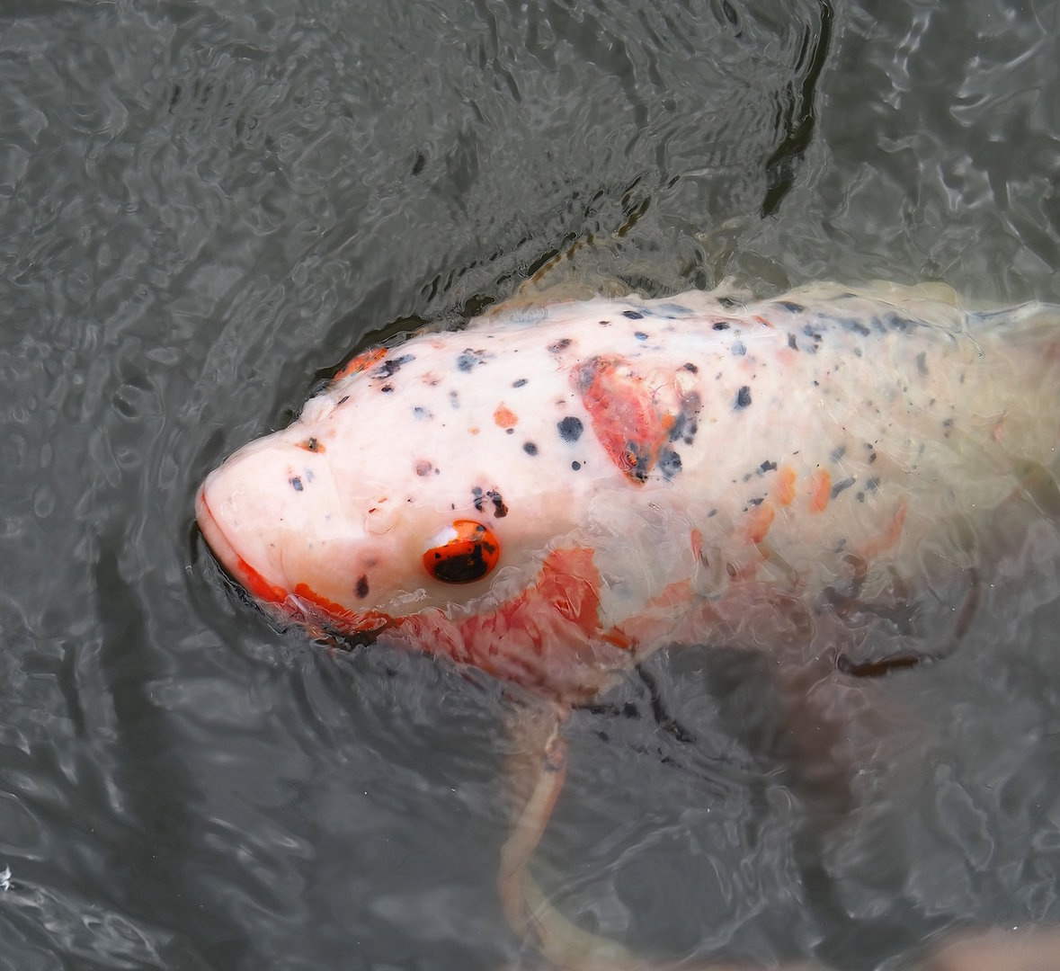 Koi (Cyprinus rubrofuscus), 2022-08-28