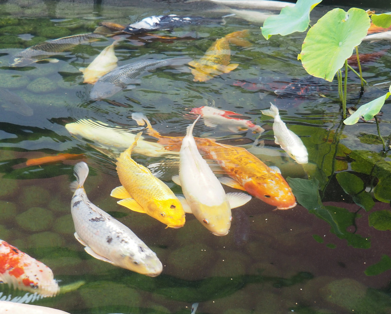 Koi (Cyprinus rubrofuscus), 2022-09-14