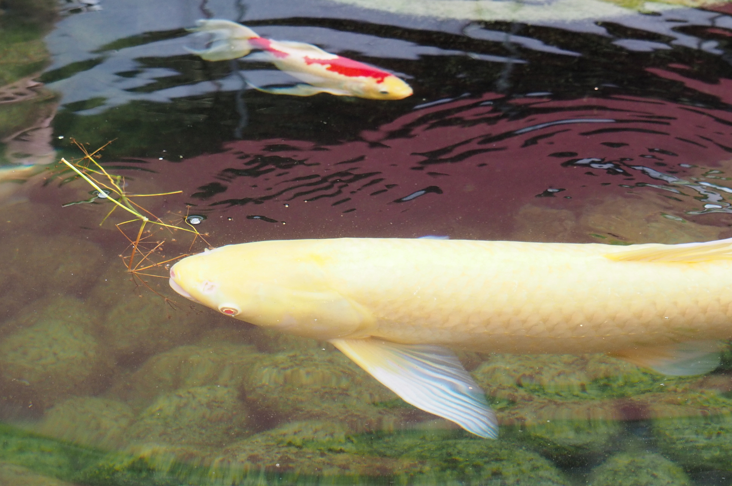 Koi (Cyprinus rubrofuscus), 2022-09-15