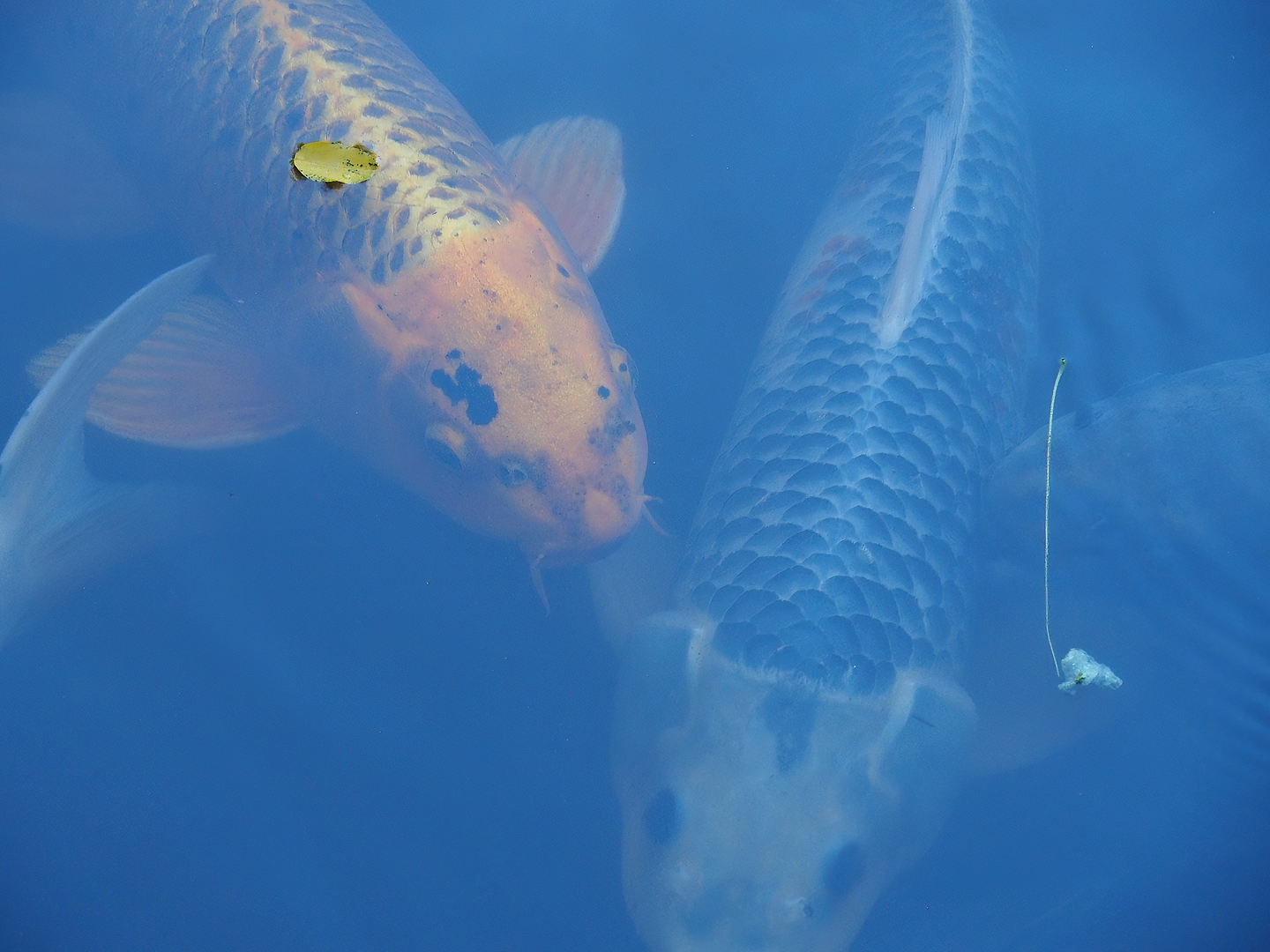Koi (Cyprinus rubrofuscus), 2022-10-09