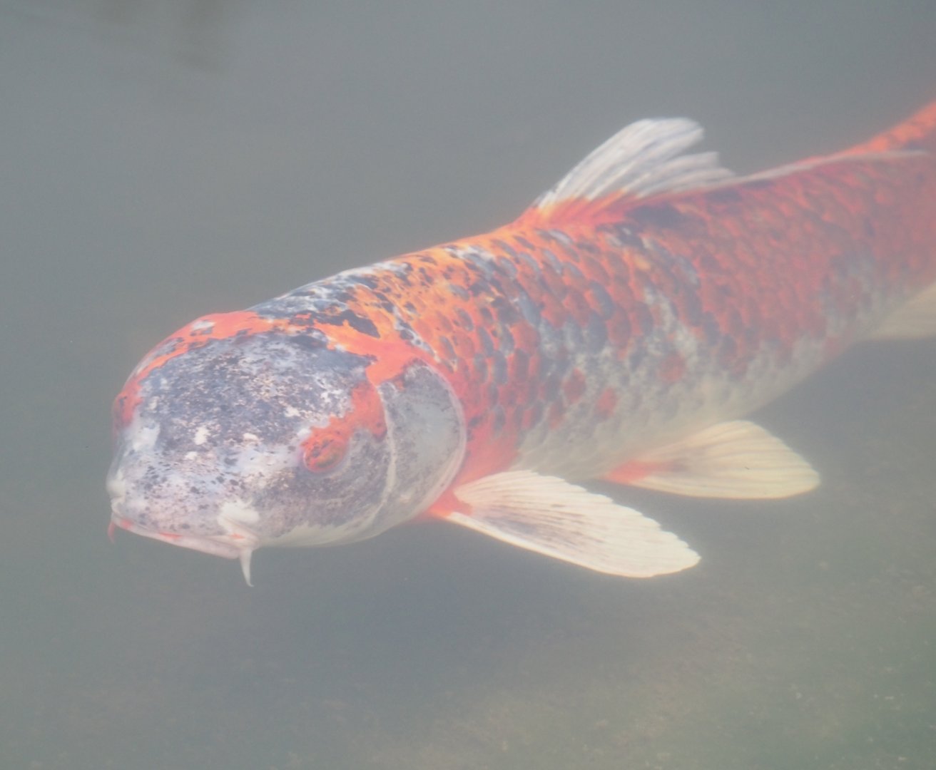 Koi (Cyprinus rubrofuscus), 2023-02-19
