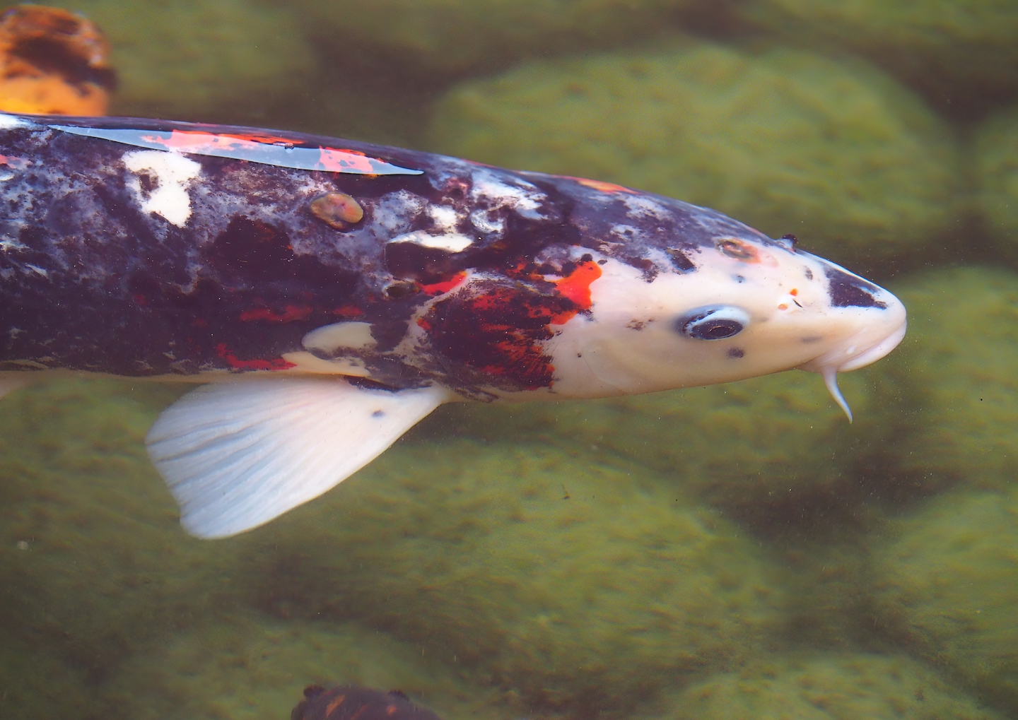 Koi (Cyprinus rubrofuscus), 2023-05-15