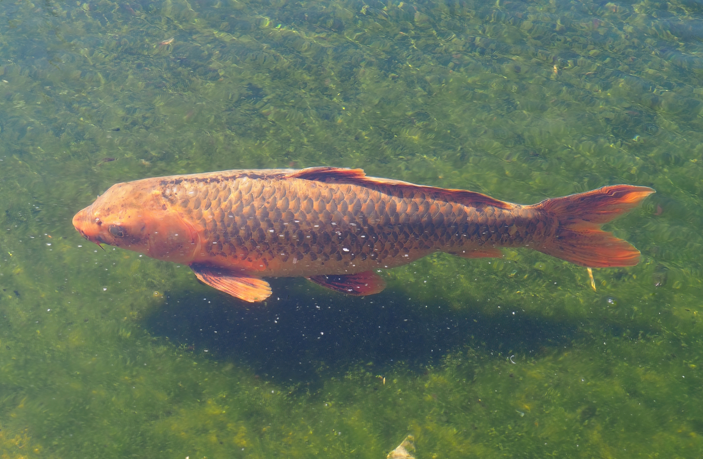 Koi (Cyprinus rubrofuscus), 2023-05-31