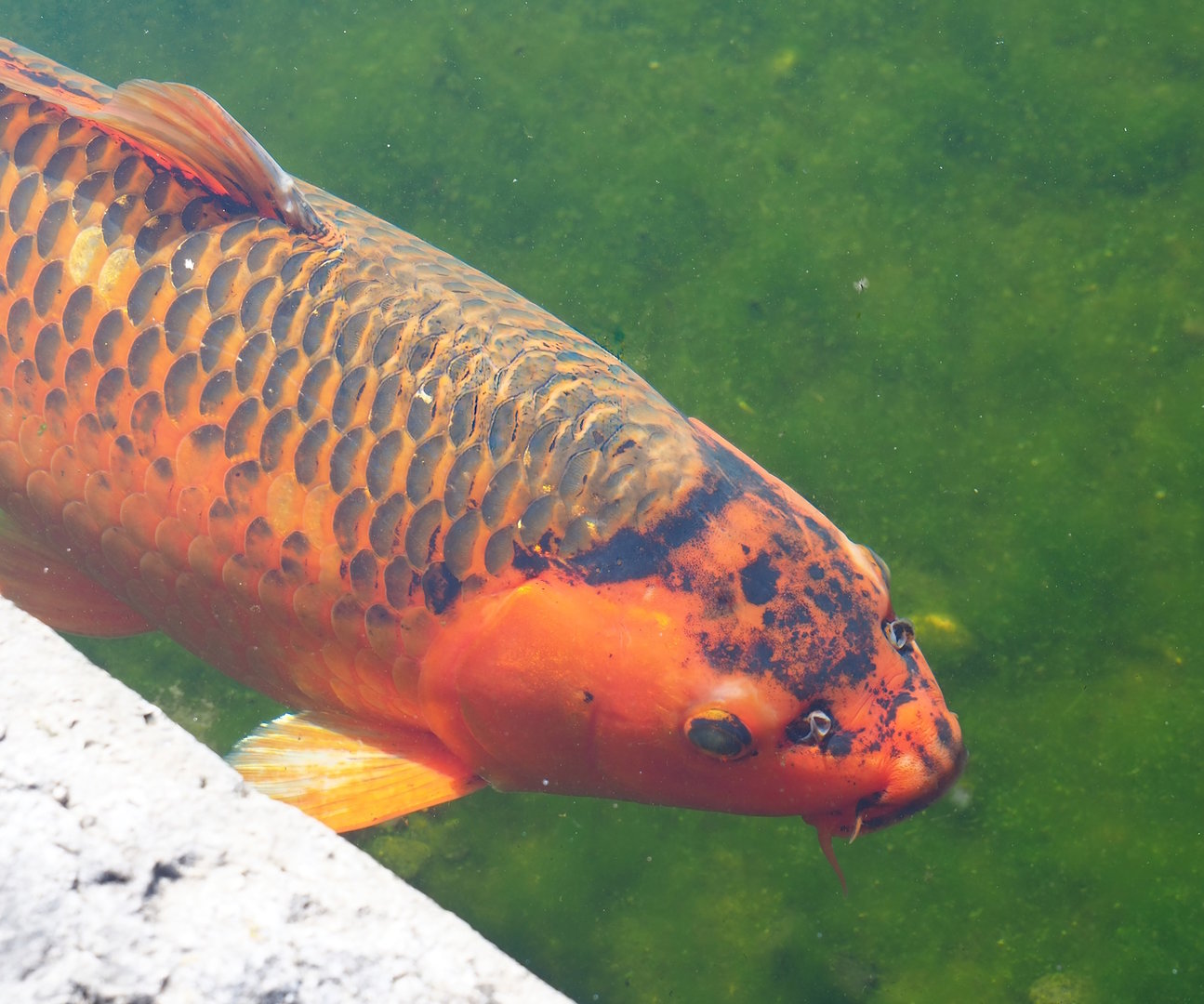 Koi (Cyprinus rubrofuscus), 2023-05-31