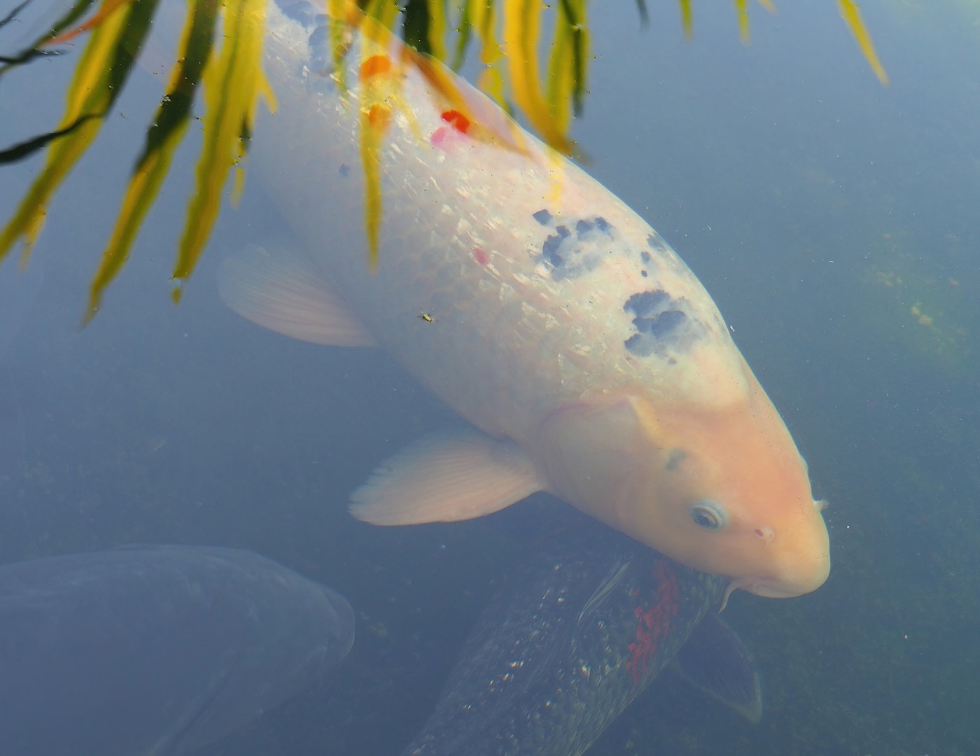 Koi (Cyprinus rubrofuscus), 2023-05-31