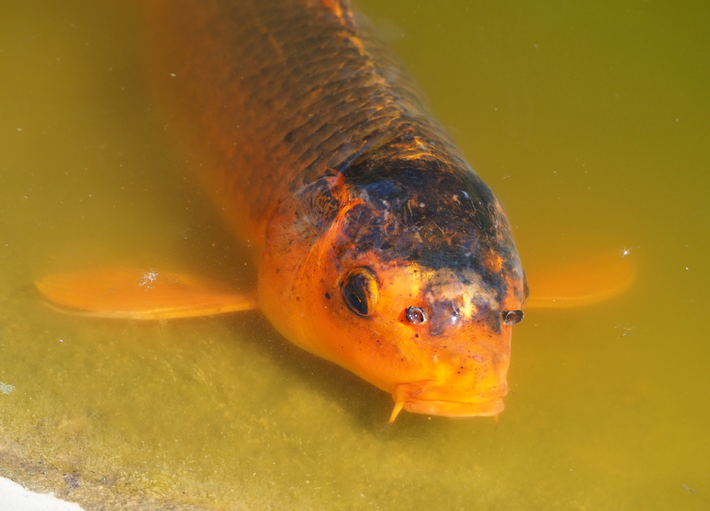 Koi (Cyprinus rubrofuscus), 2023-06-04