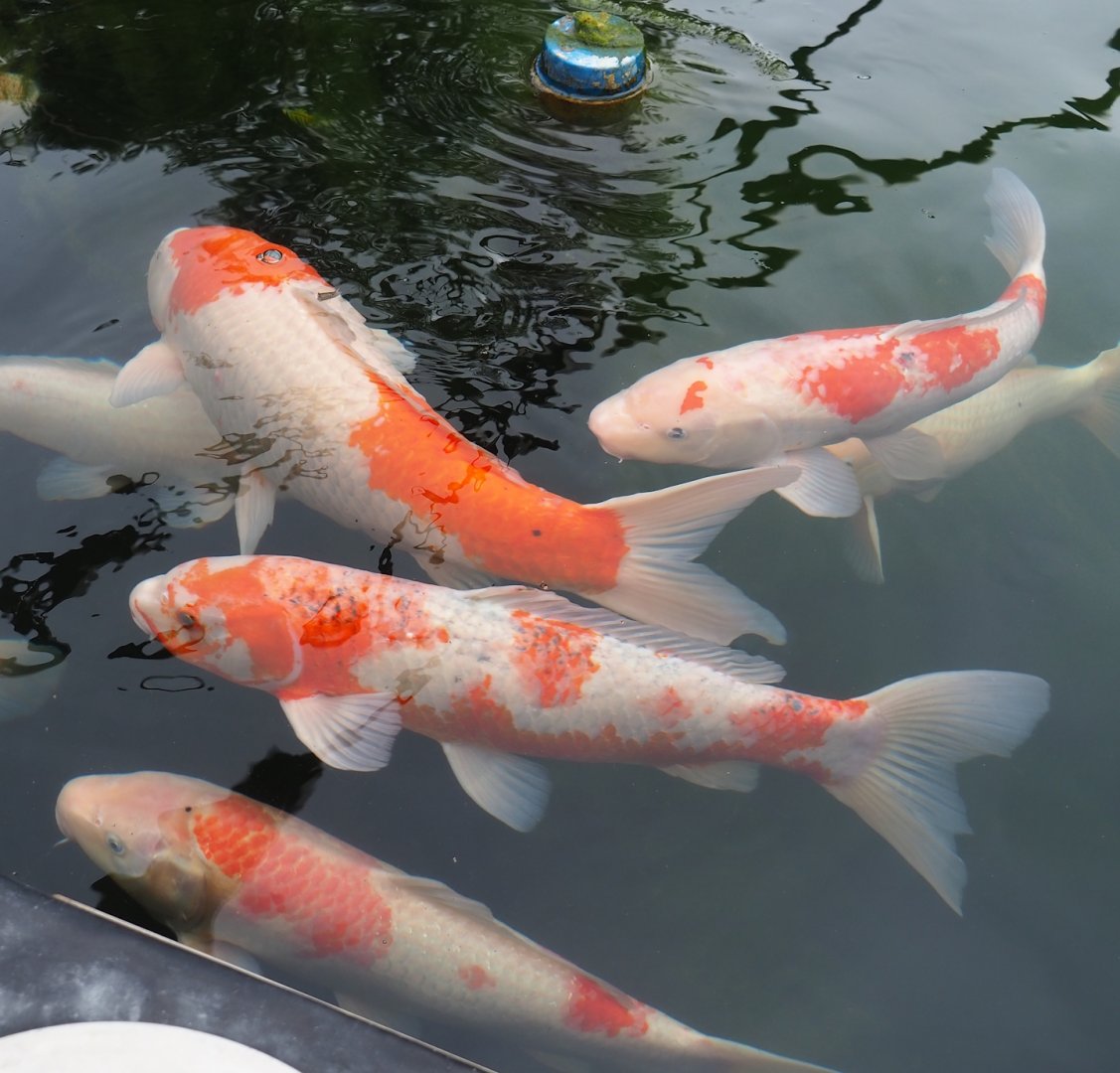 Koi (Cyprinus rubrofuscus), 2023-08-17