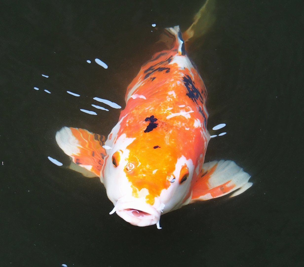 Koi (Cyprinus rubrofuscus), 2023-08-17