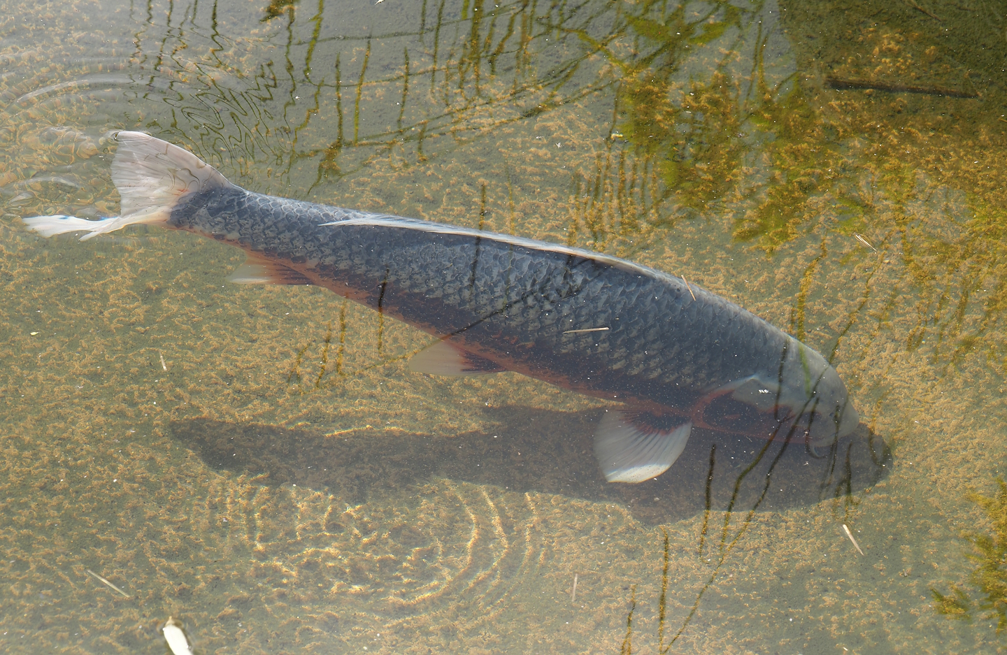 Koi (Cyprinus rubrofuscus), 2024-06-23