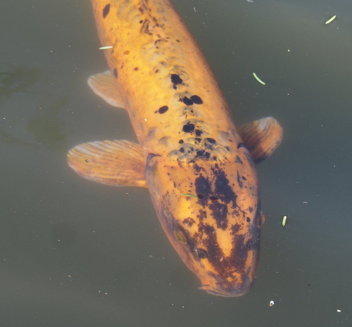 Koi (Cyprinus rubrofuscus), 2024-09-17