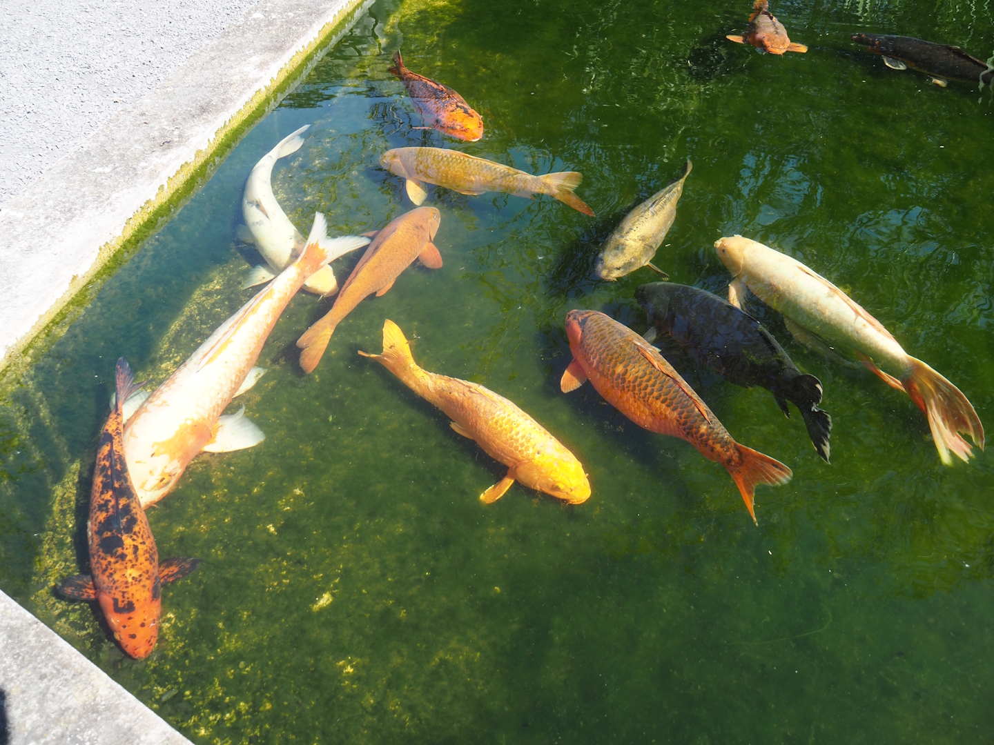 Koi (Cyprinus rubrofuscus), 2025-04-12
