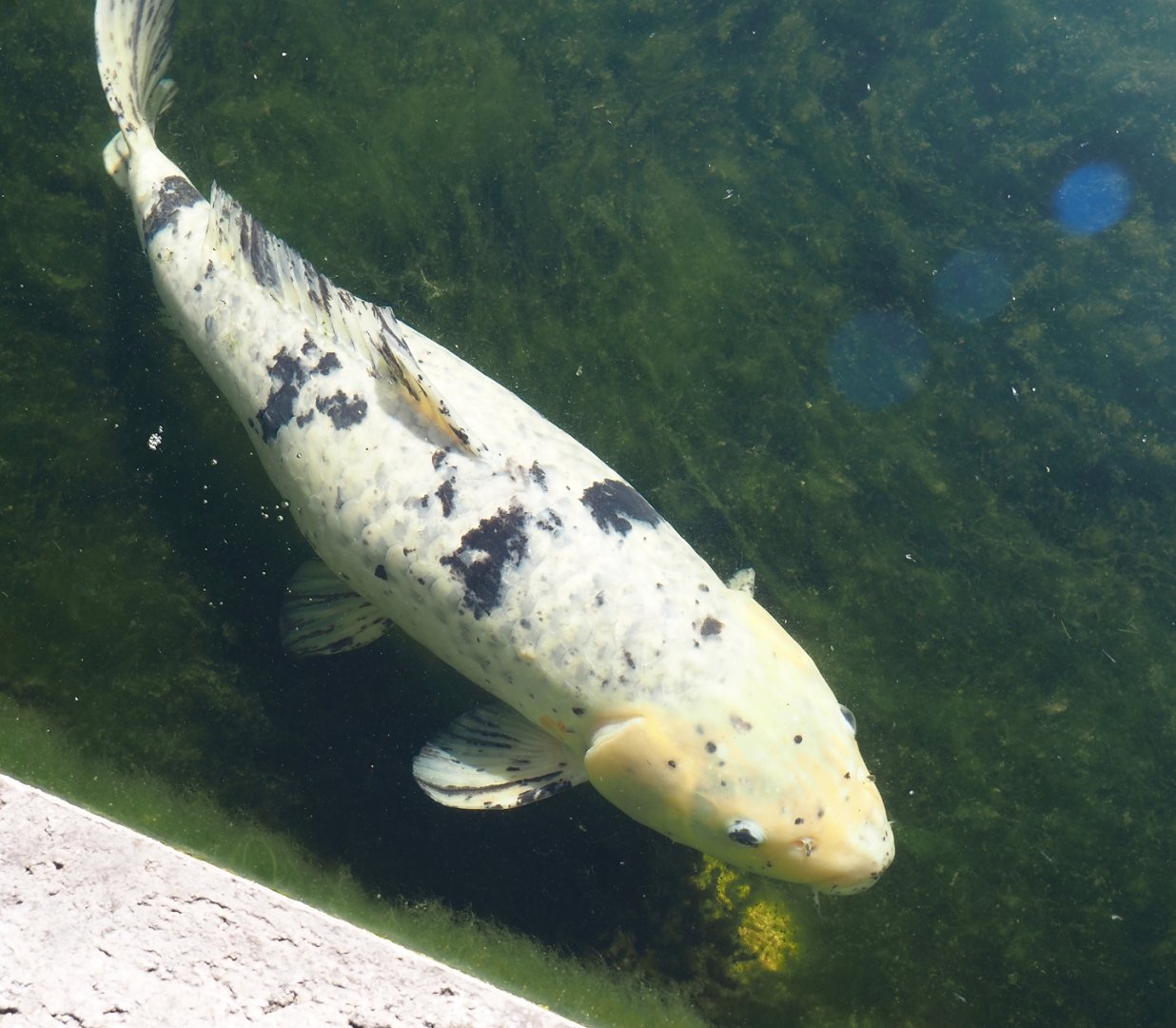 Koi (Cyprinus rubrofuscus), 2025-04-12