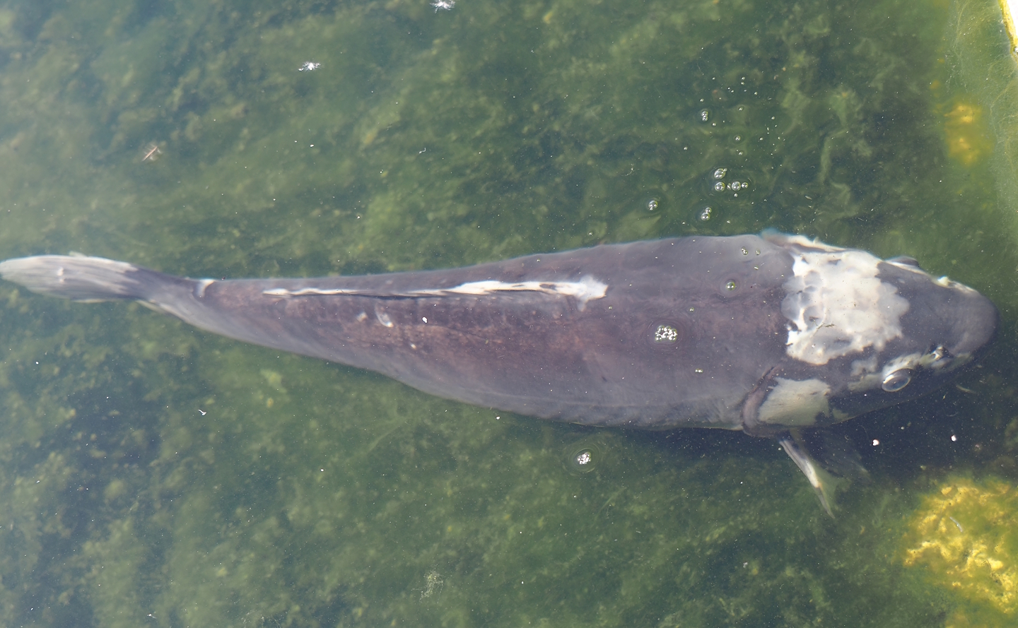 Koi (Cyprinus rubrofuscus), 2025-04-12