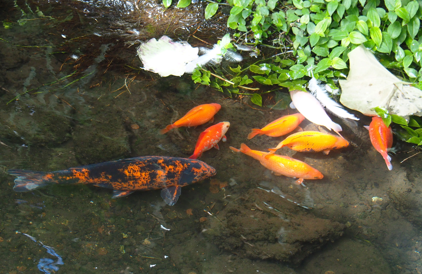 Koi (Cyprinus rubrofuscus) and Goldfish (Carassius auratus), 2022-06-28