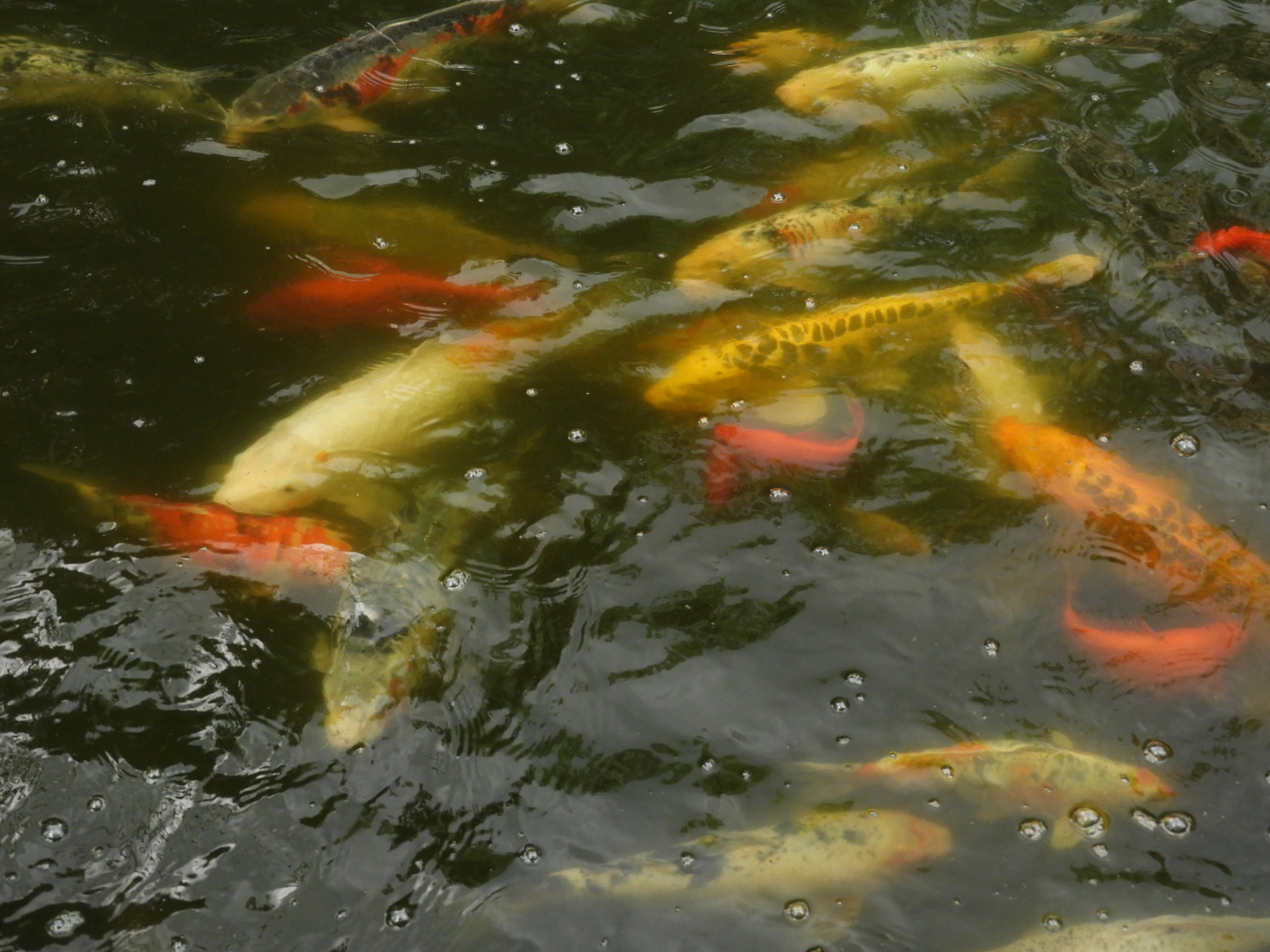 Koi (Cyprinus rubrofuscus) and Goldfish (Carassius auratus)