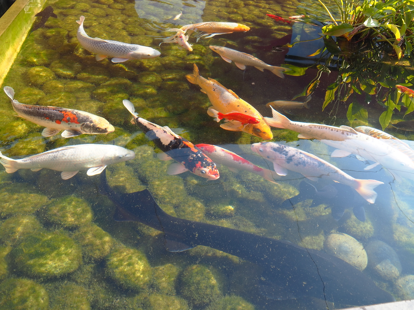 Koi (Cyprinus rubrofuscus) and Unidentified/Unsigned sturgeon (Acipenser species), 2021-09-03