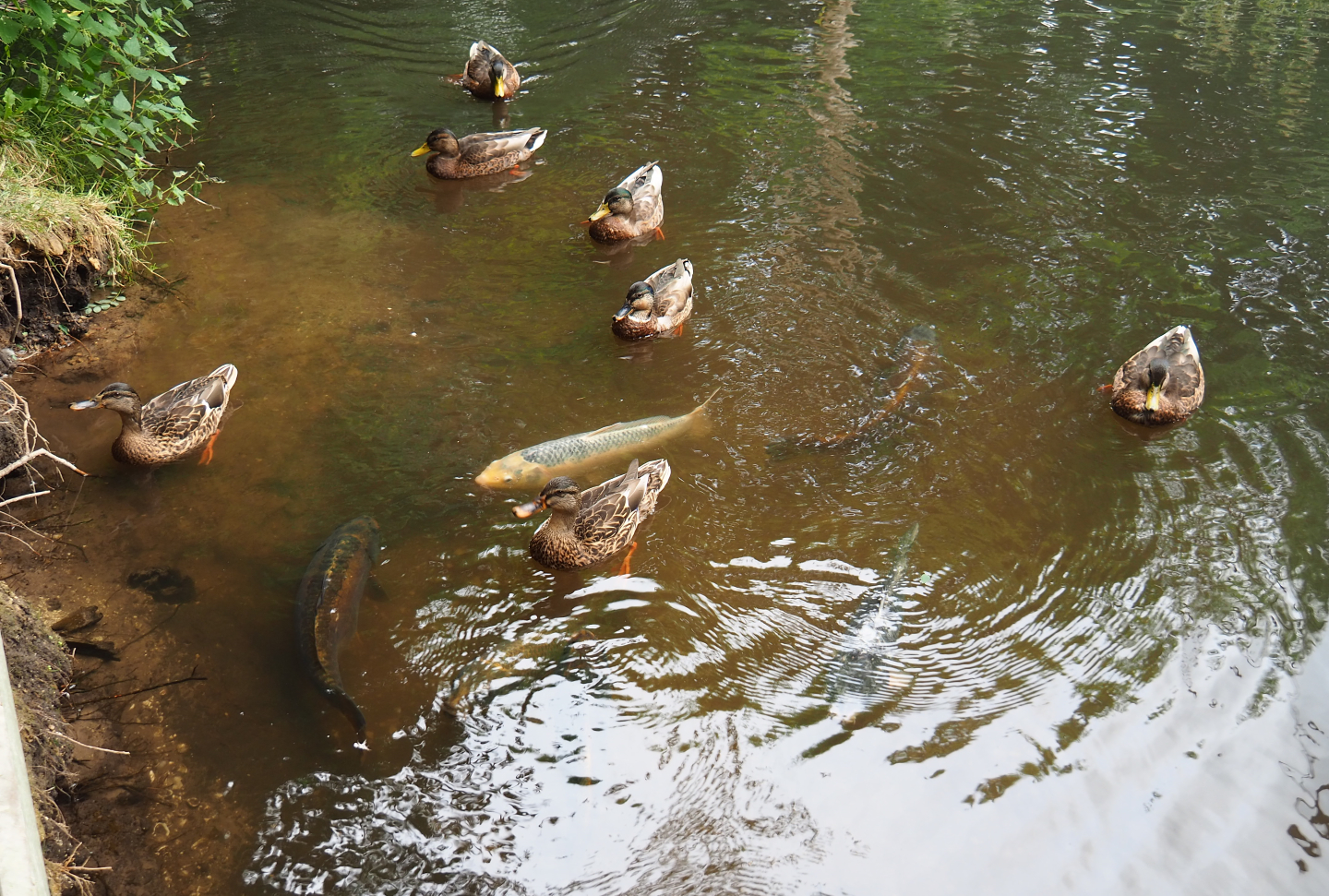 Koi (Cyprinus rubrofuscus) and wild mallards (Anas platyrhynchos) waiting to be fed by visitors, 2019-08-11