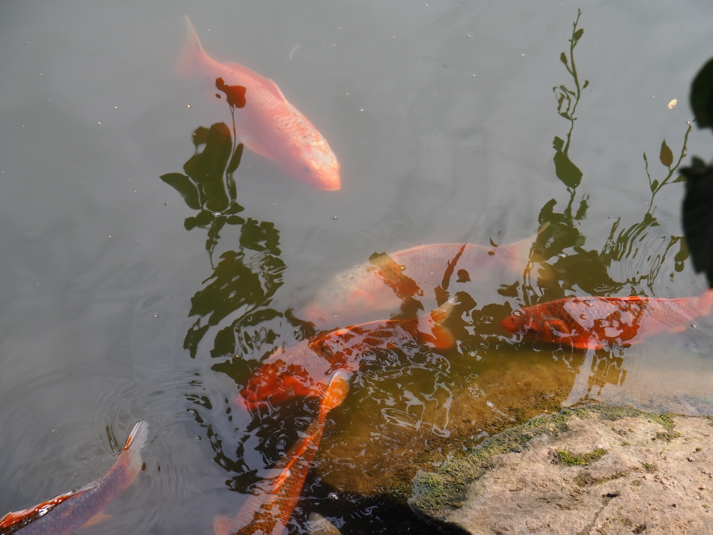 Koi (Cyprinus rubrofuscus), Aug 28th, 2018