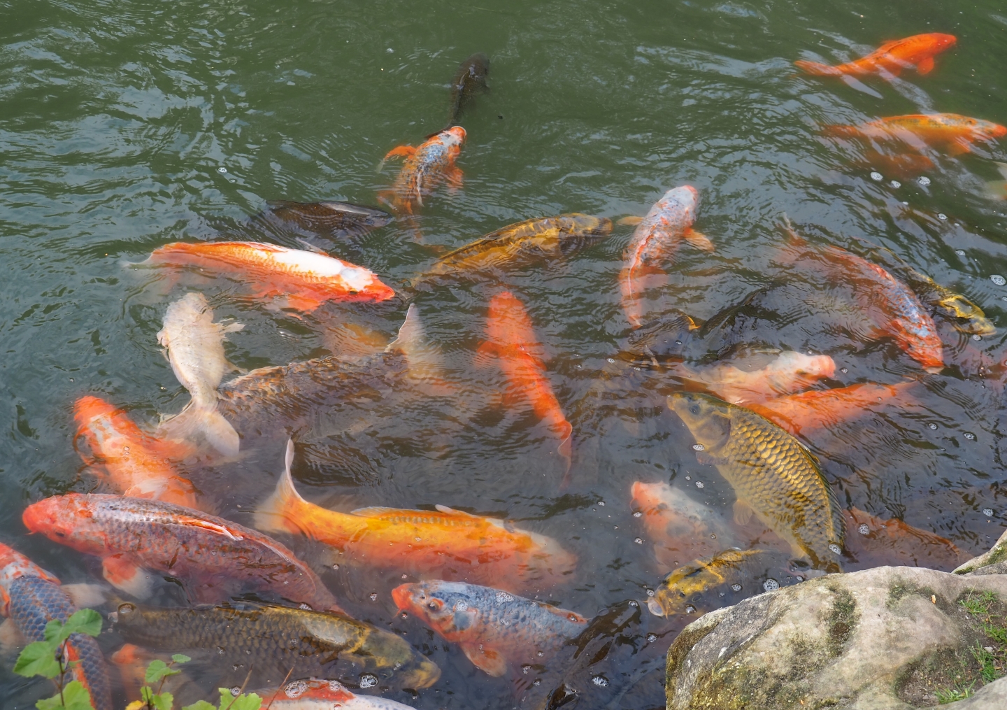 Koi (Cyprinus rubrofuscus), Aug 28th, 2018