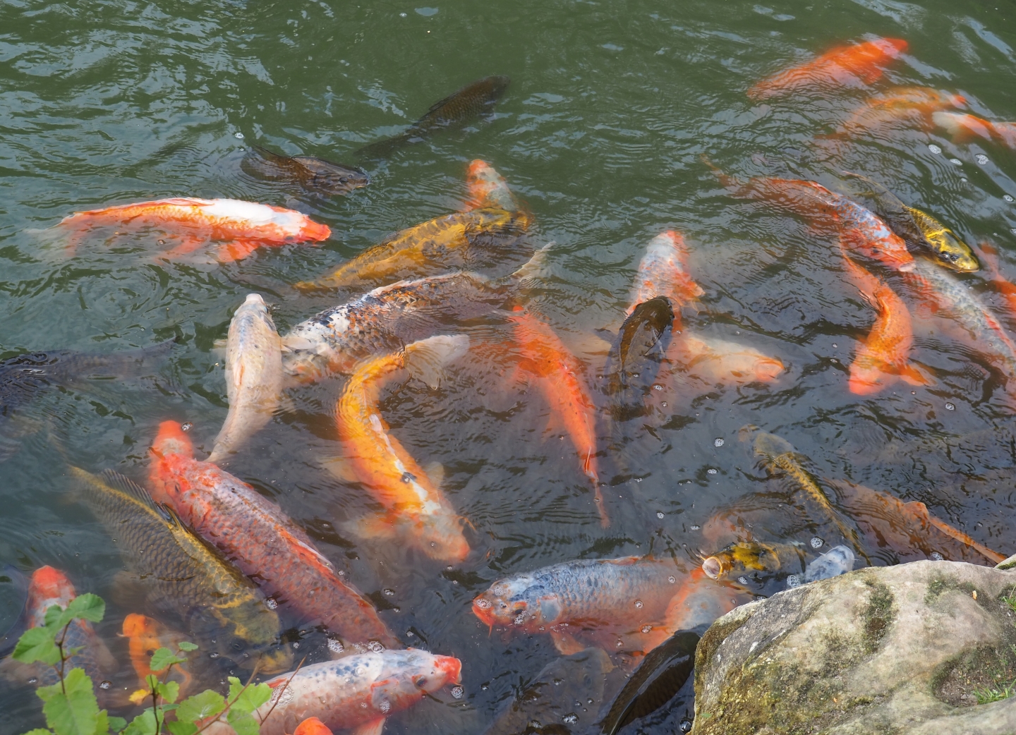 Koi (Cyprinus rubrofuscus), Aug 28th, 2018