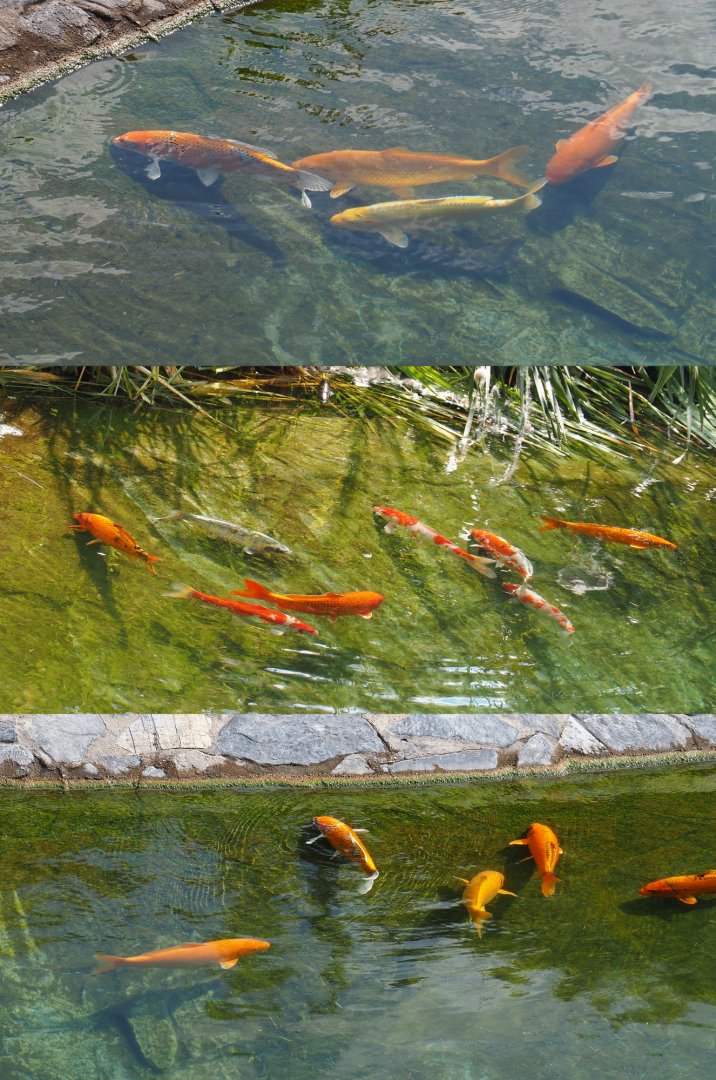 Koi (Cyprinus rubrofuscus) in the hippopotamus pool, 2020-09-02