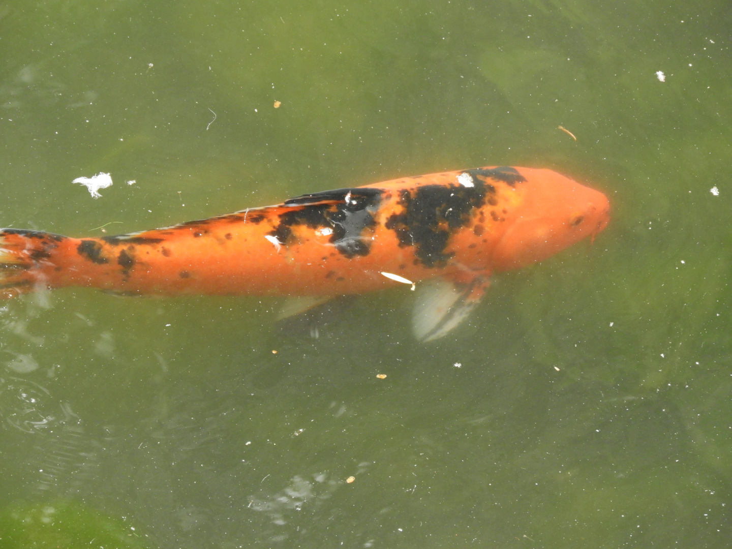 Koi (Cyprinus rubrofuscus)