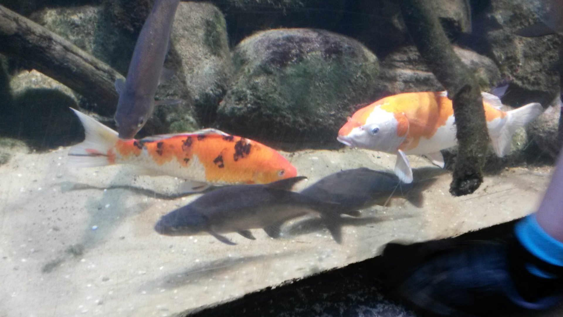 Koi (Cyprinus rubrofuscus)