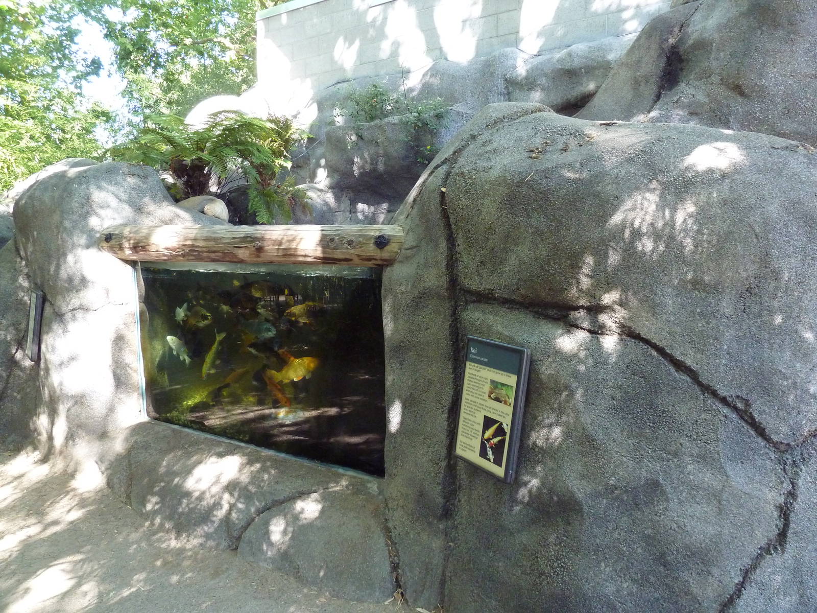 Koi Exhibit