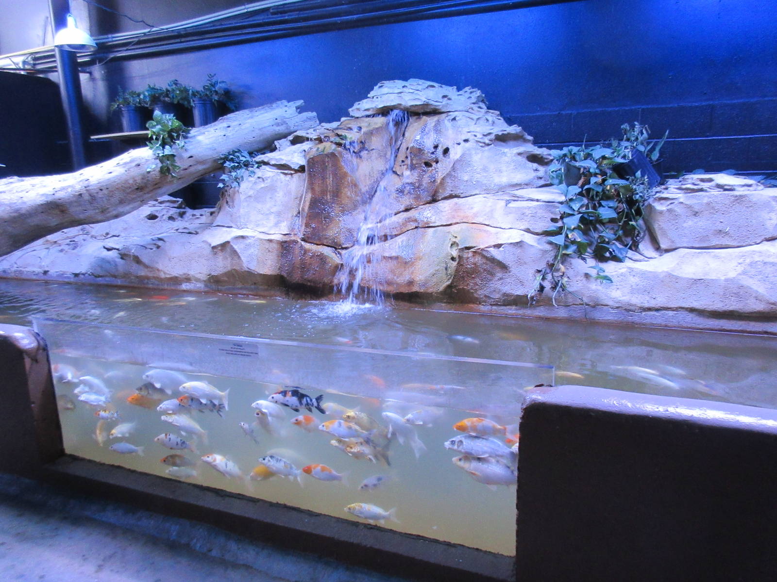Koi Exhibit