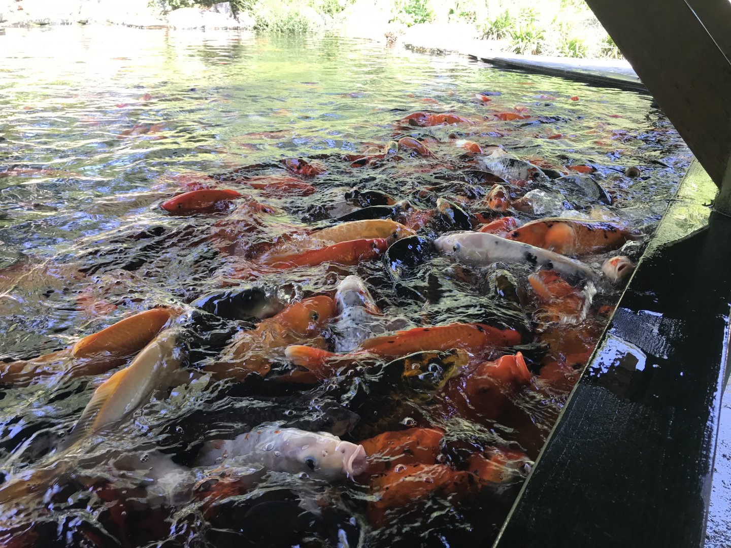 Koi feeding frenzy