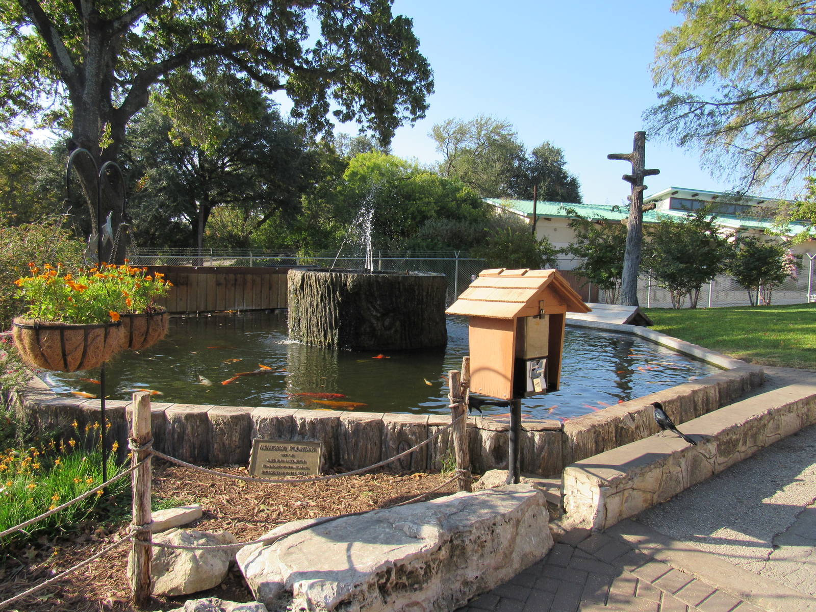 Koi Feeding Pond and Fountain